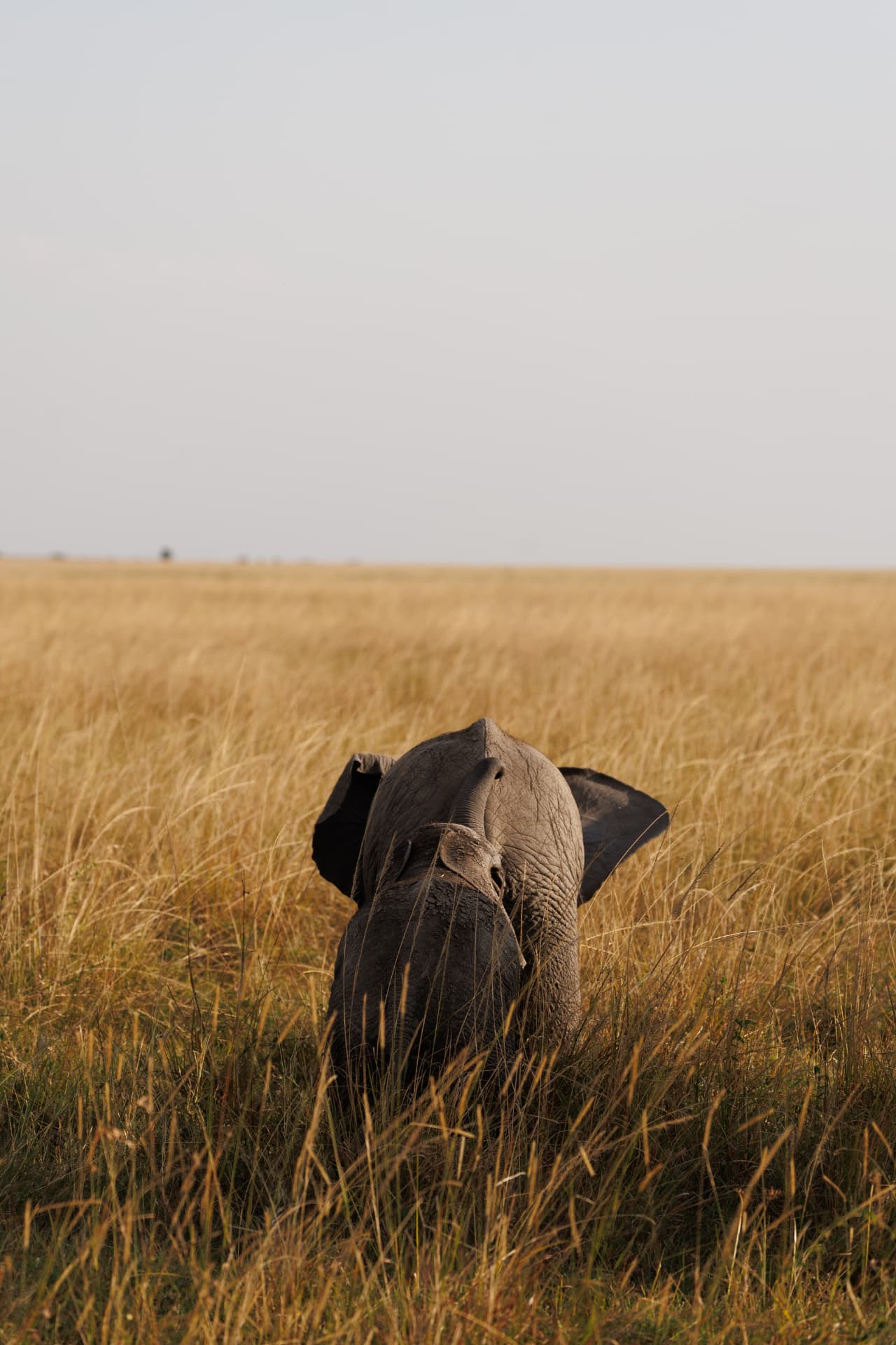 Young elephant seen from behind walking through tall golden savanna grass under a pale sky