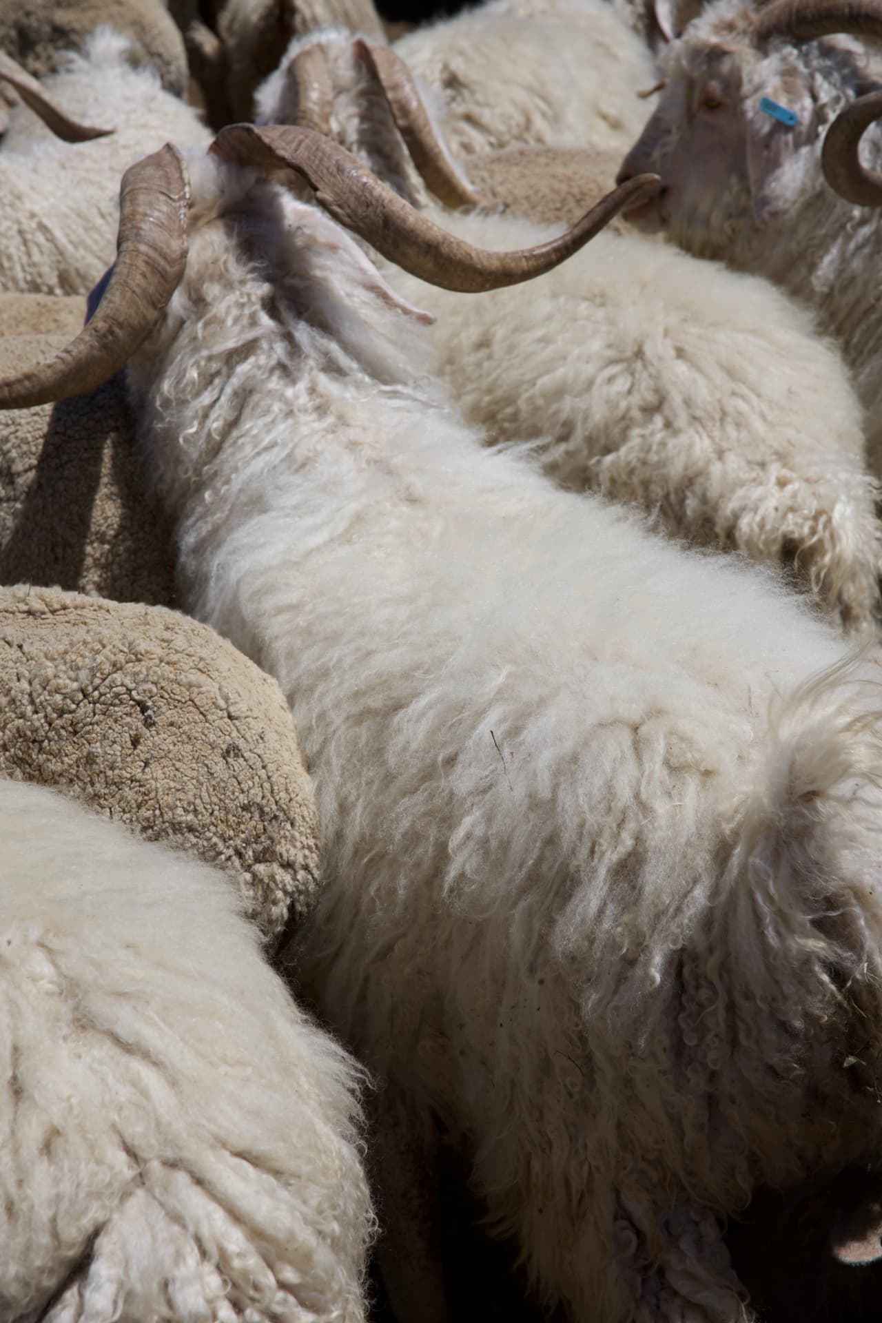 Flock of horned sheep with raw wool in bright sunlight